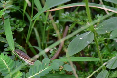 Takydromus viridipunctatus