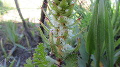 Satyrium bicallosum