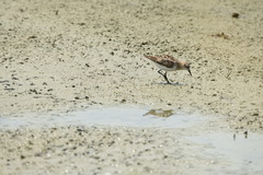 Calidris ruficollis