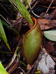 Nepenthes deaniana