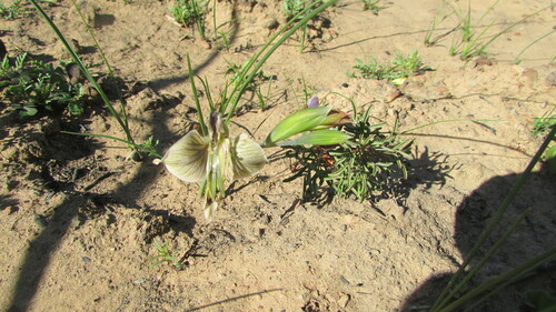Ceres Kalkoentjie (Gladiolus ceresianus)