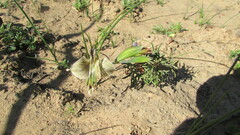 Gladiolus ceresianus