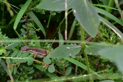 Takydromus viridipunctatus