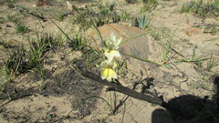 Gladiolus carinatus