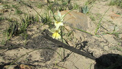 Gladiolus carinatus