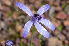 Pheladenia deformis