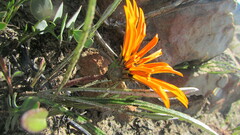 Gazania