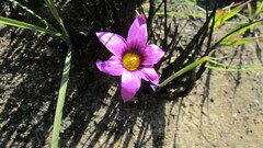 Romulea