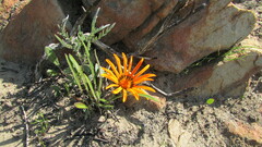 Gazania