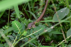 Takydromus viridipunctatus