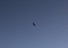 Pipistrellus pygmaeus