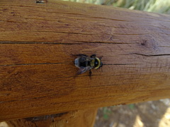 Bombus ruderatus