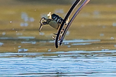 Hemigrapsus oregonensis