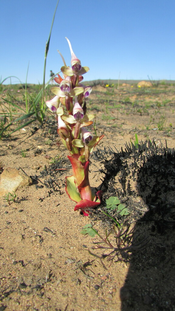 Disa ovalifolia