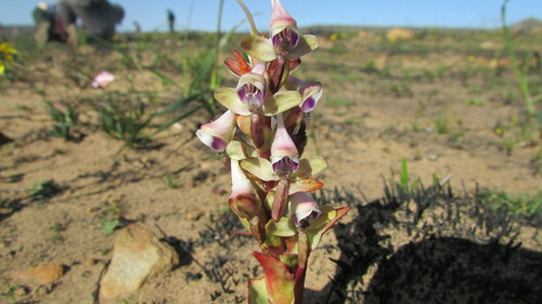 Image of Disa ovalifolia by (c) James Deacon, some rights reserved (CC BY-SA)