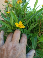 Coreopsis lanceolata