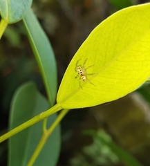 Salticinae