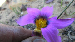 Romulea