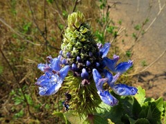 Coleus