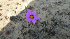 Romulea