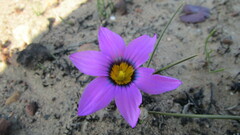 Romulea