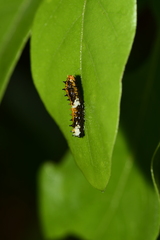 Papilio clytia