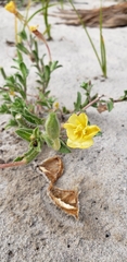 Oenothera