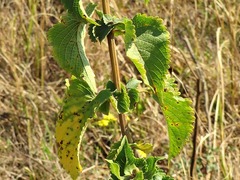 Coleus