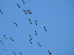 Threskiornis spinicollis