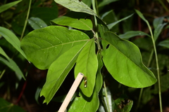 Papilio clytia