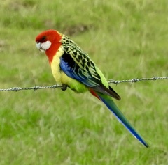 Platycercus eximius