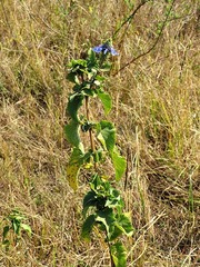 Coleus