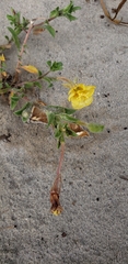 Oenothera