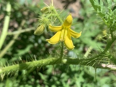 Solanum lumholtzianum
