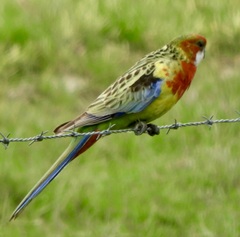 Platycercus eximius