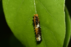 Papilio clytia