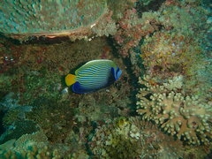 Pomacanthus imperator