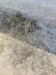 Polygonum equisetiforme