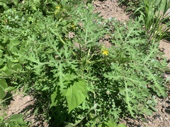 Solanum lumholtzianum