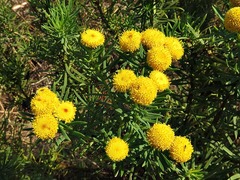 Phymaspermum athanasioides