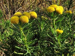 Phymaspermum athanasioides