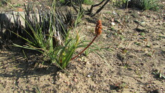 Bulbine