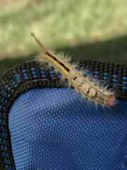 Lymantriinae