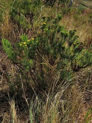 Phymaspermum athanasioides