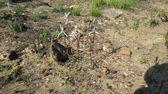 Disa biflora