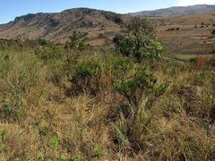 Phymaspermum athanasioides