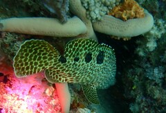 Epinephelus spilotoceps