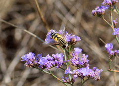 Helophilus trivittatus