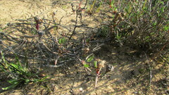 Lampranthus spiniformis