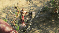 Lampranthus spiniformis